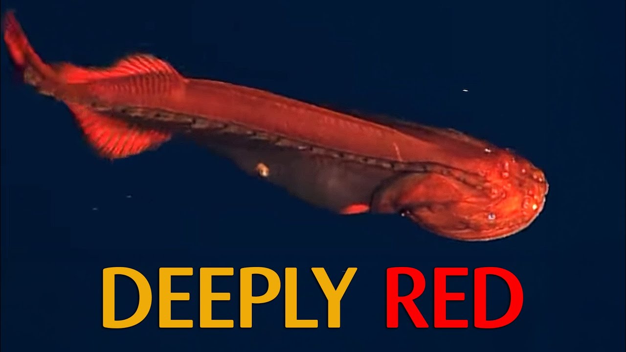 Crimson Fish: Why Red Rules the Deep Sea