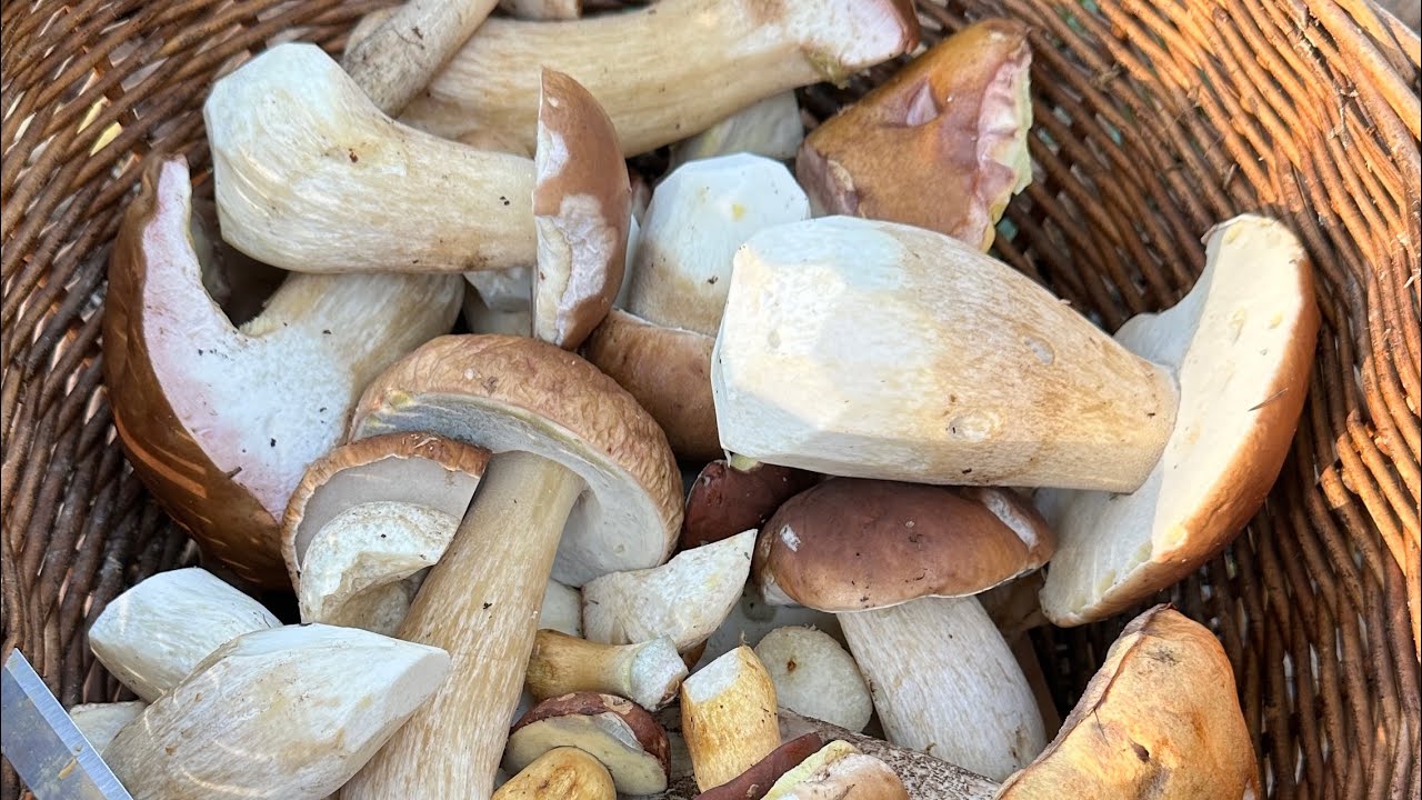 เห็ดผึ้ง!! เก็บเห็ดผึ้งรอบสุดท้ายจ้า🍄🇸🇪 17/10/2024