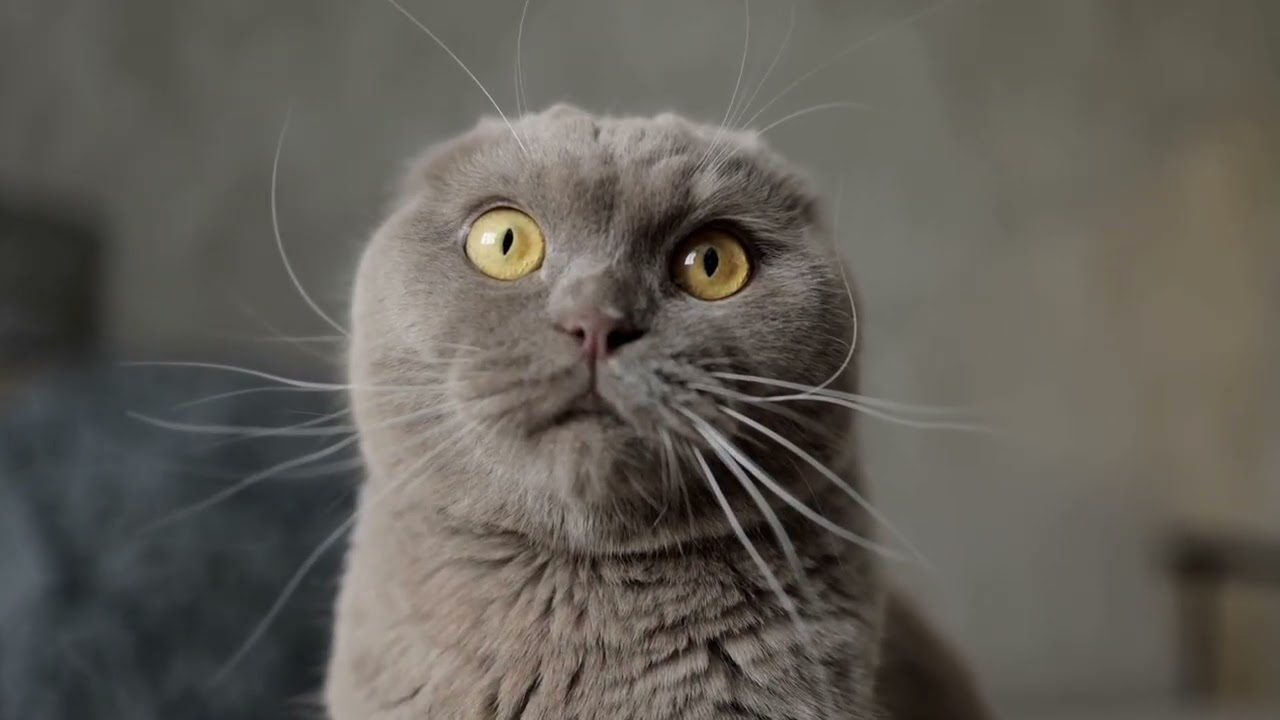 Cat in world 4k video 12/2/2026