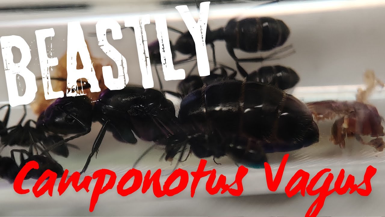 Meet Beastly our Camponotus Vagus Queen ant