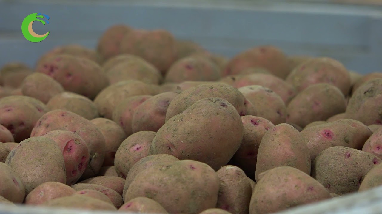 Mejor año de papas