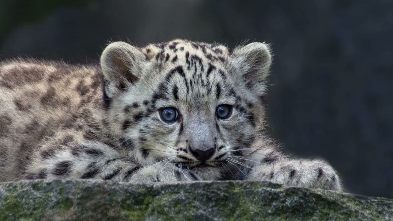 [WILDLIFE FACTS] Snow leopards are endangered with only an estimated 4,000-6,500 individuals alive