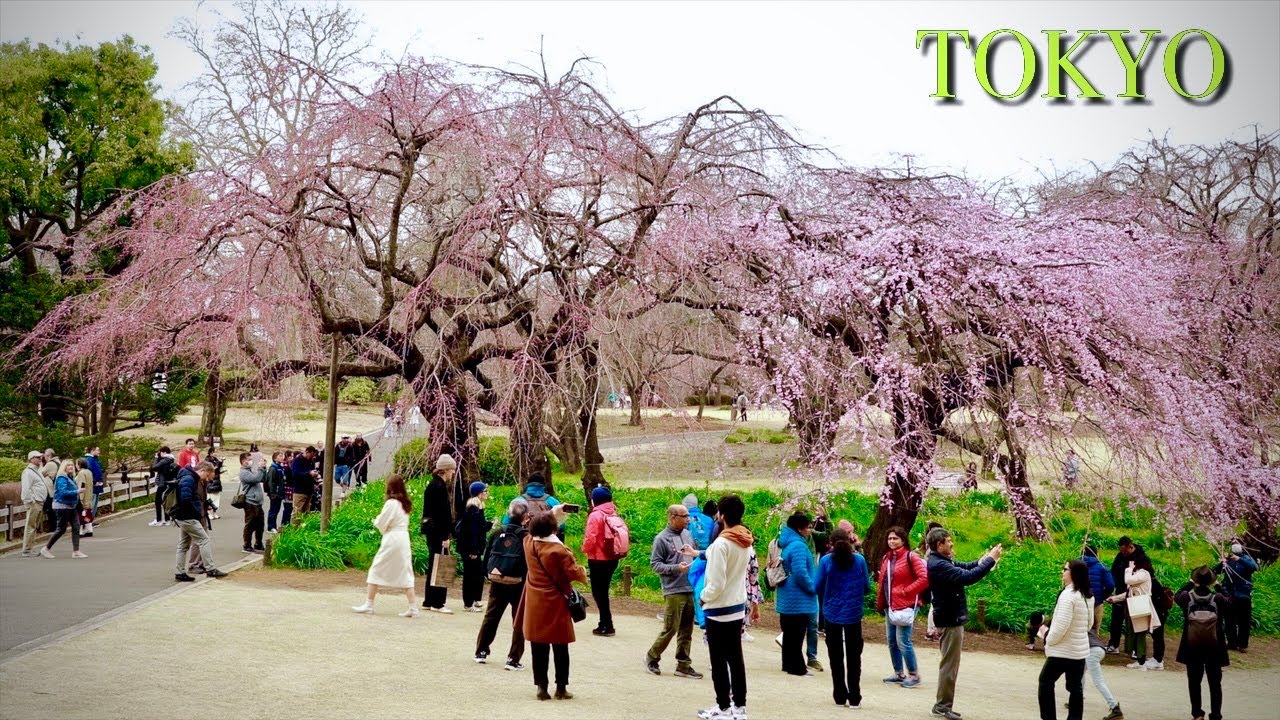 Shinjuku Gyoen National Garden【新宿御苑】| Early cherry blossom mid-March | #explorejapan  #japan  #4k
