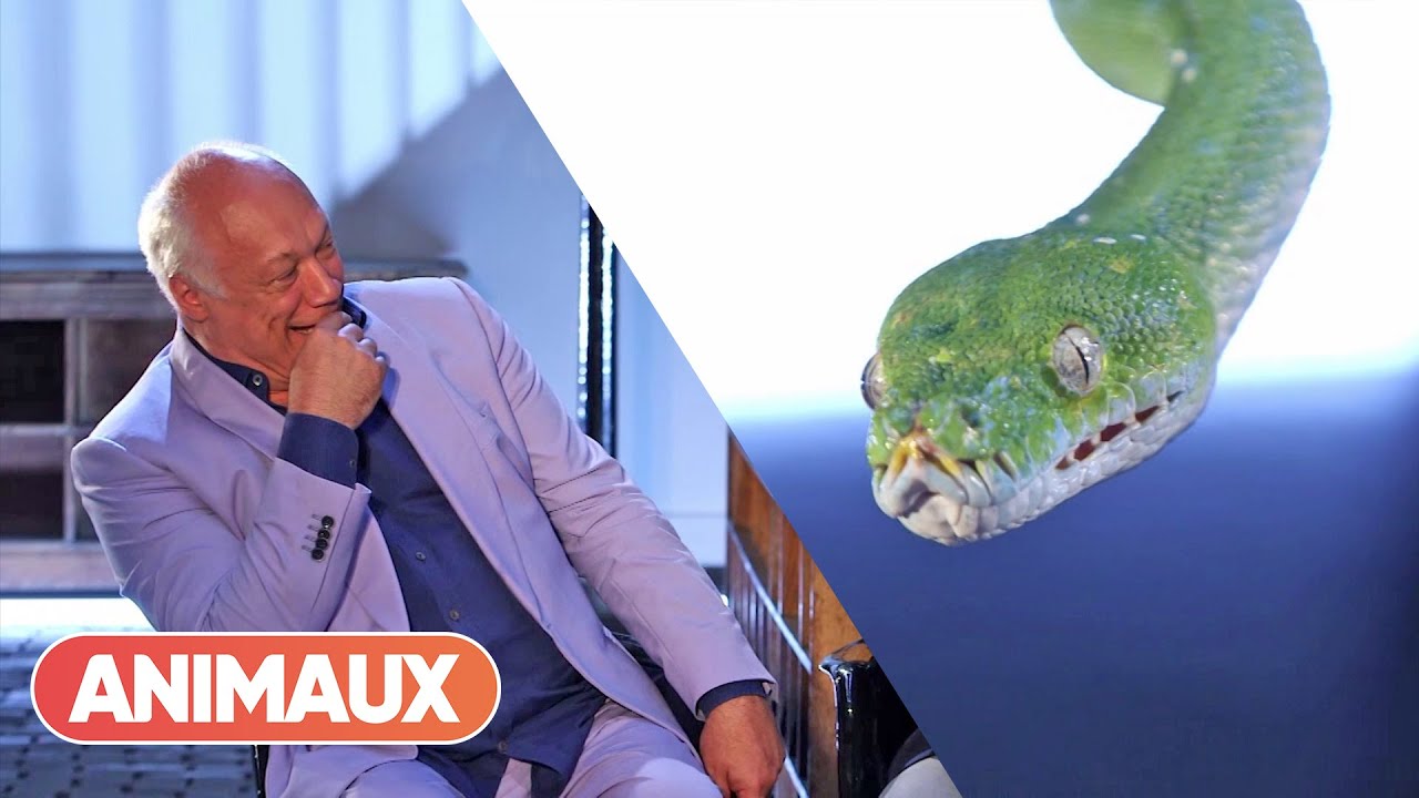 Le Python vert est-il agressif ? - avec &Eacute;ric-Emmanuel Schmitt