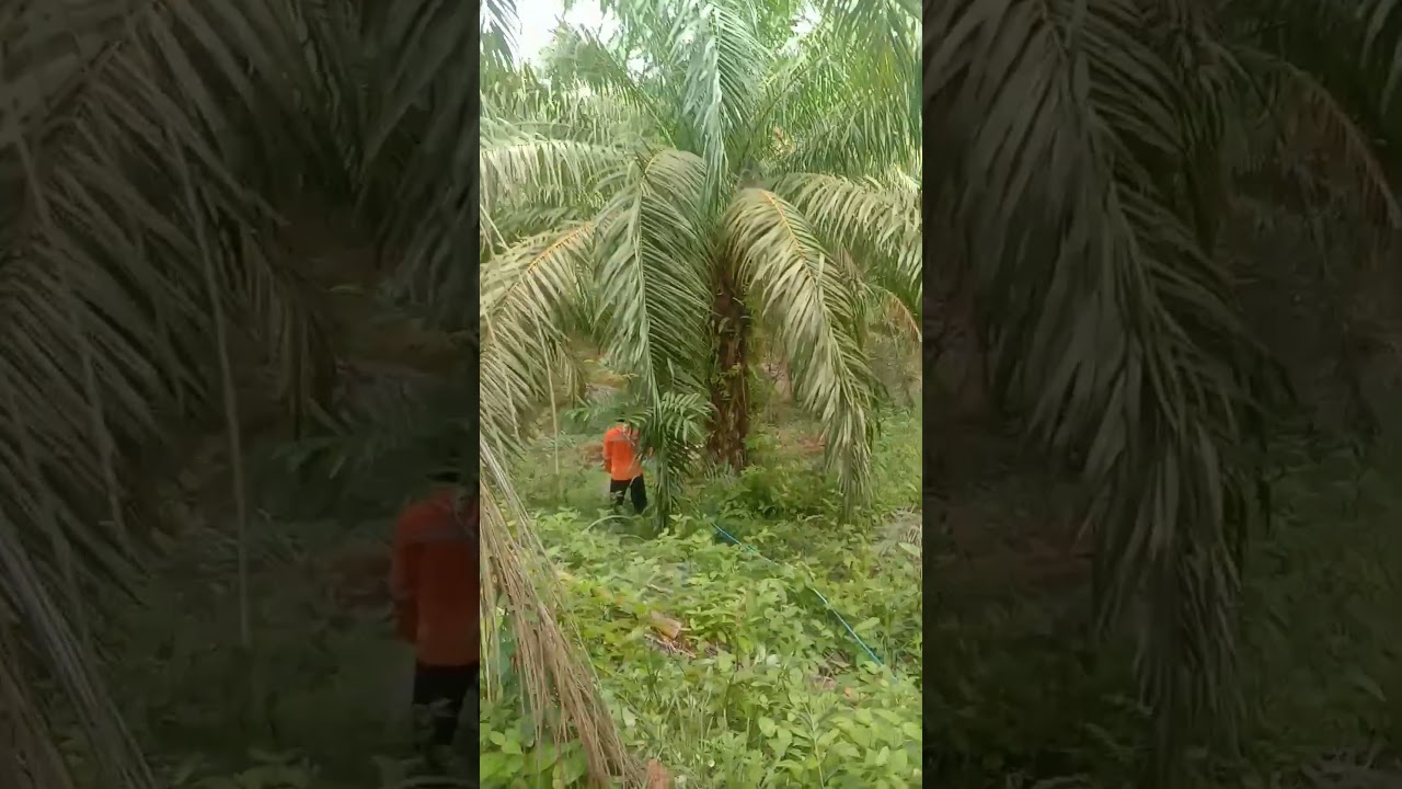 nyemprot rumput menggunakan mesin semprot#shorts #nyemprot