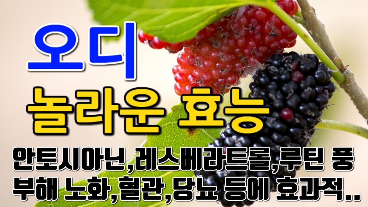 [오디 효능] 