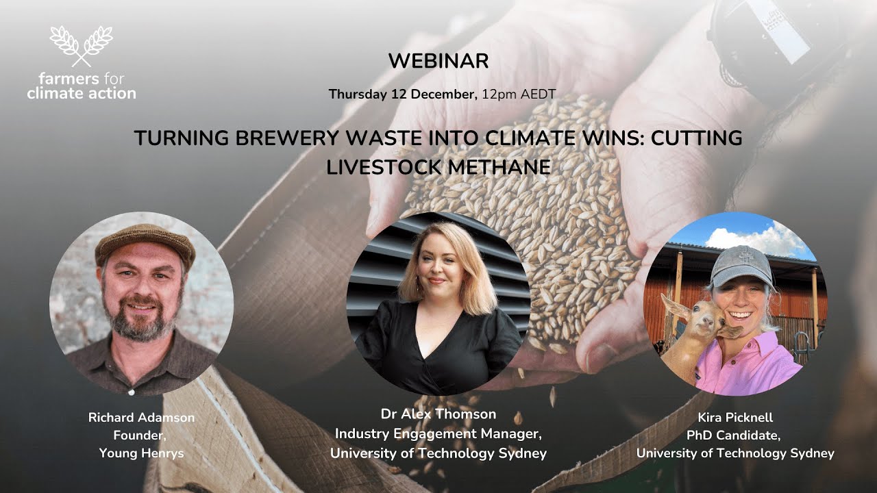 Turning Brewery Waste Into Climate Wins: Cutting Livestock Methane