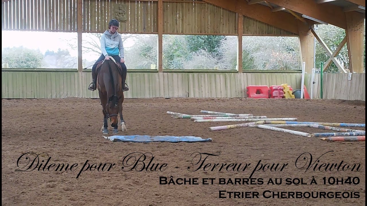 DILEMME POUR BLUE - TERREUR POUR VIEWTON - Bâche à 10h40 - Etrier Cherbourgeois