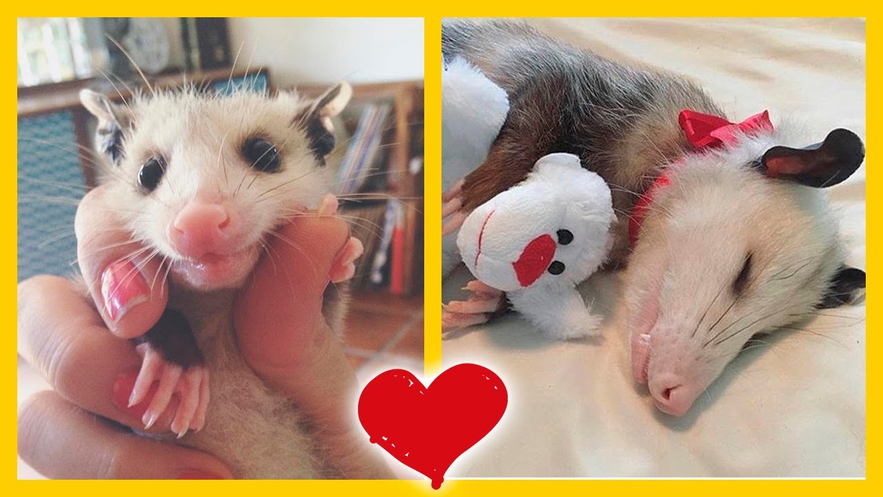 Zarigüeya rescatada no para de abrazar a su familia ✅