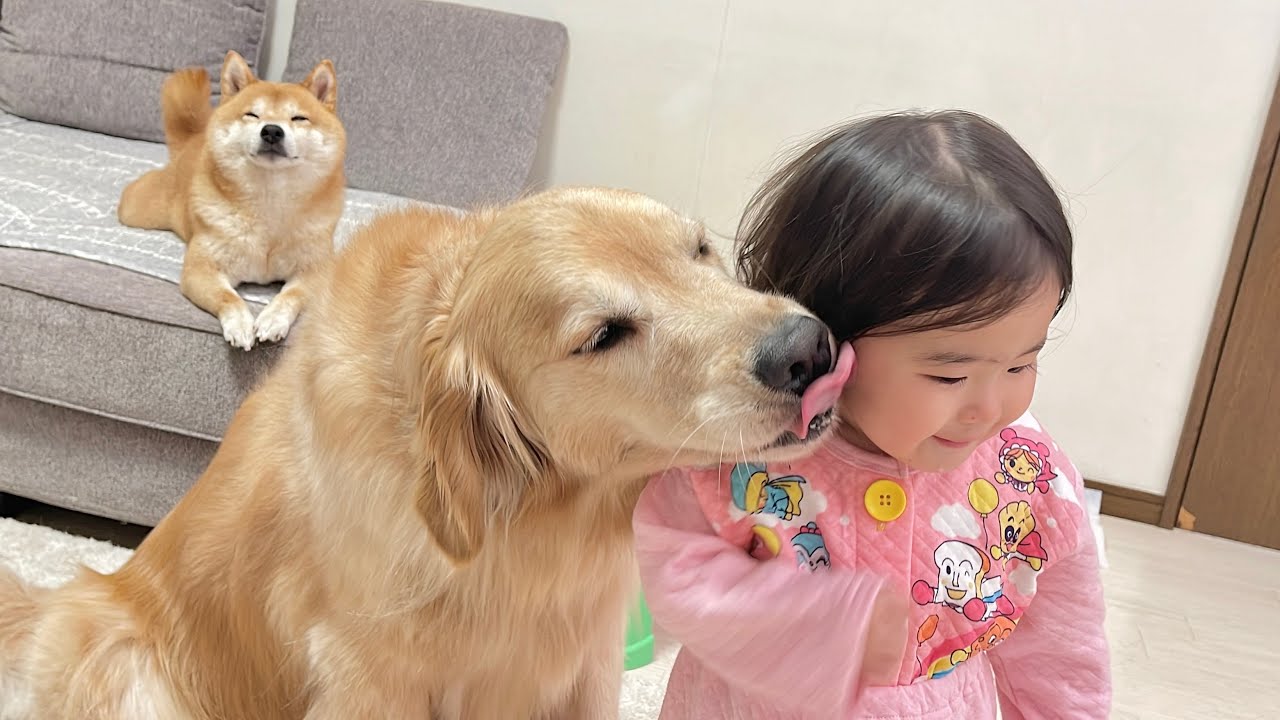 感謝の気持ちを1歳児にしっかり伝えるゴールデンレトリバーが可愛すぎました...
