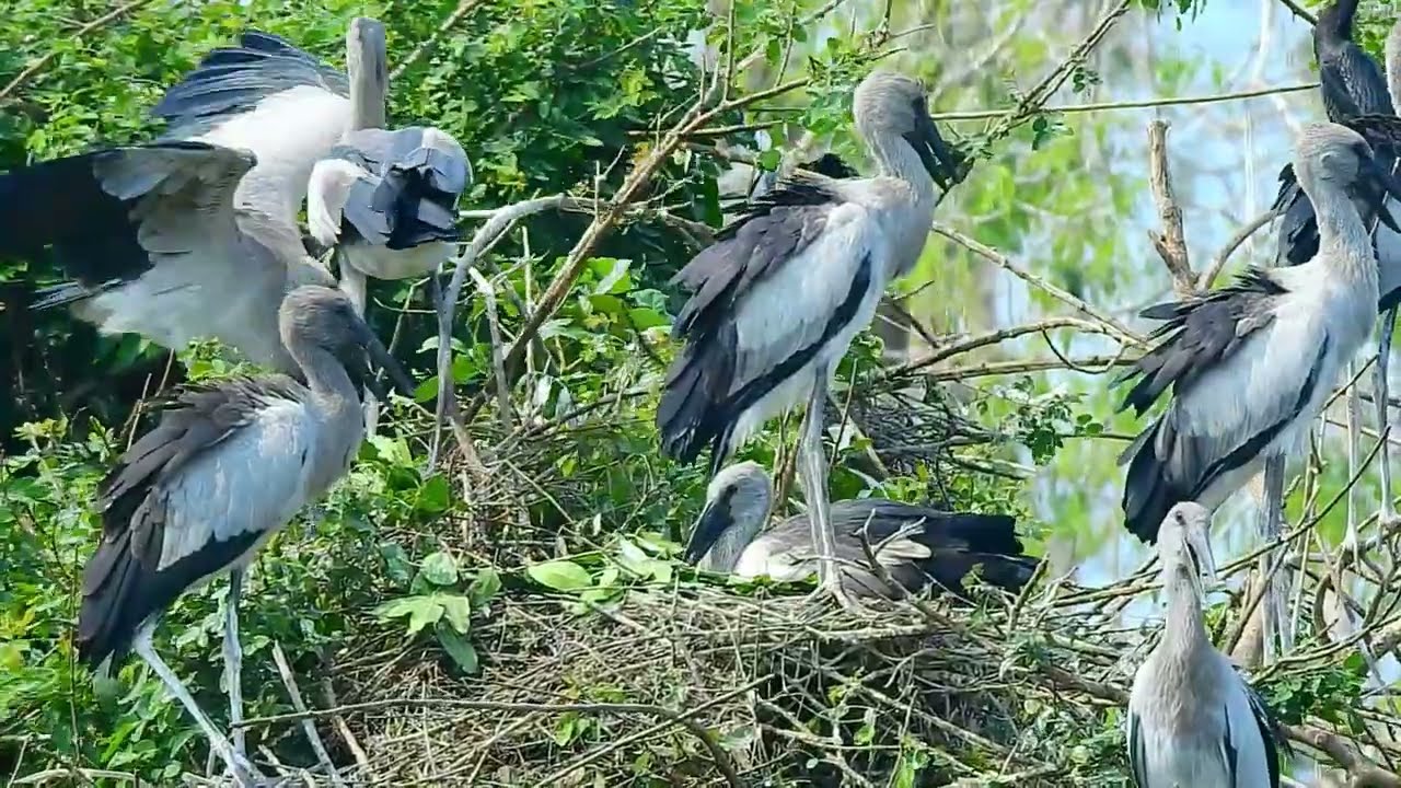 wow nice bird#goose #nest #wildlife 