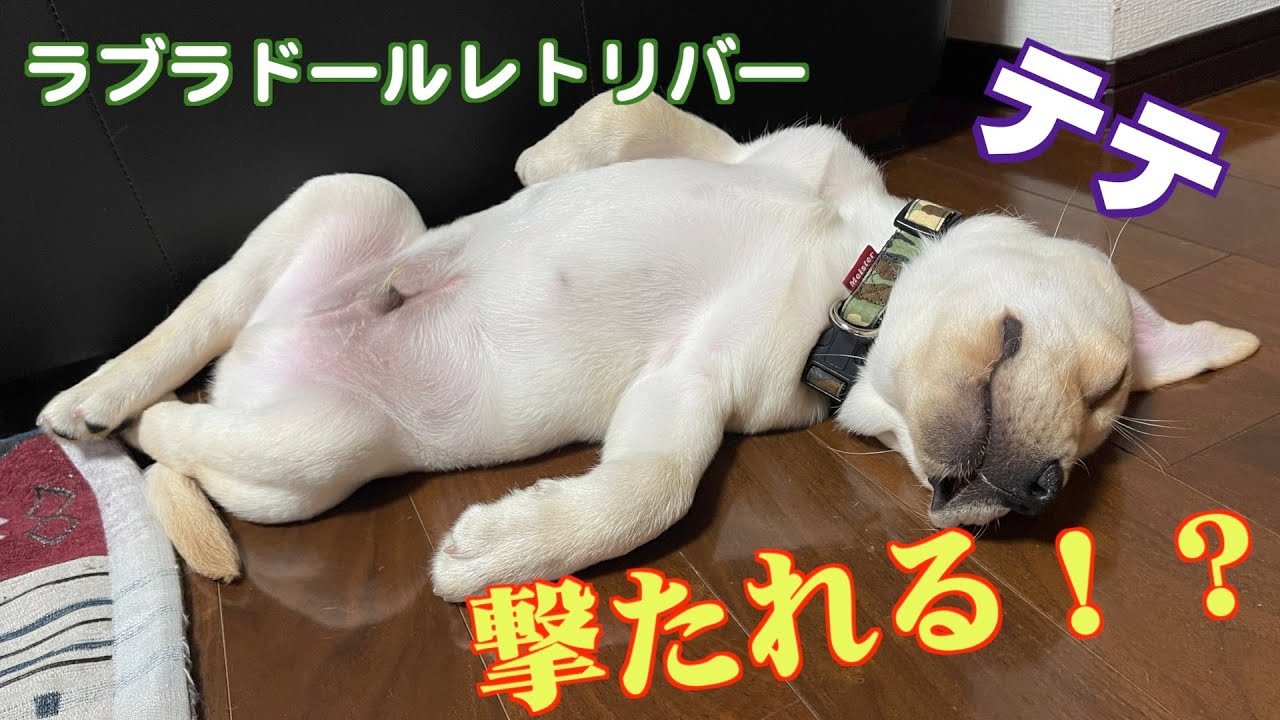 ラブラドールレトリバーのテテ。撃たれる！？