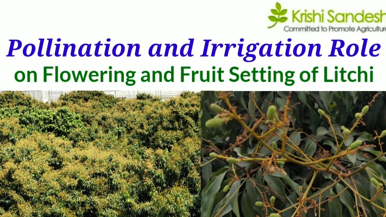 Pollination and Irrigation: Role on Flowering and Fruiting of Litchi