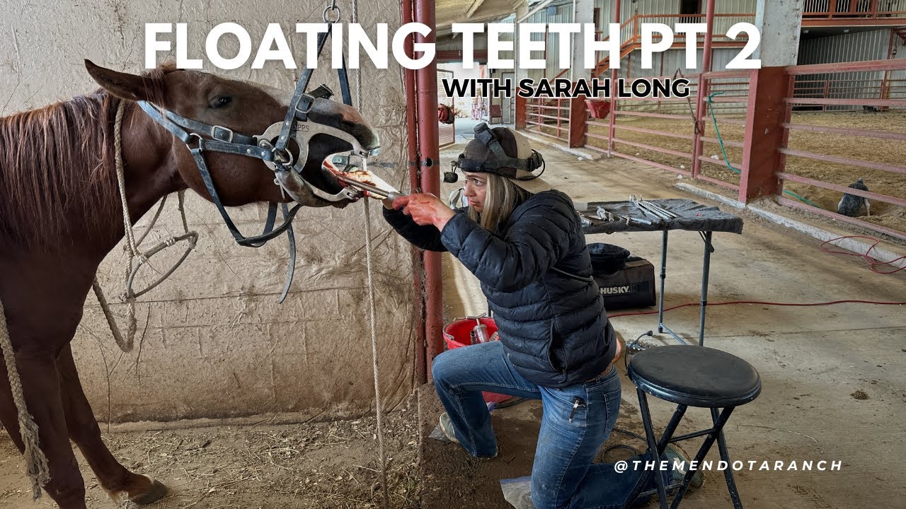 Floating a two year old’s Teeth Part 2 #ranch #horse #equine