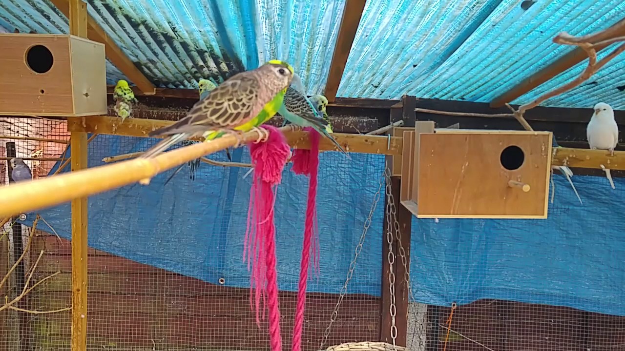 My budgie and finch aviaries!