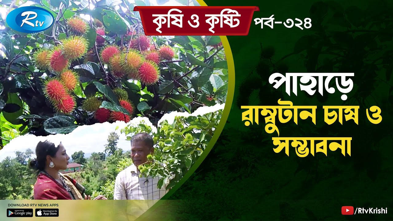 রাঙ্গামাটির বন্দুক ভাঙ্গা ইউনিয়নে পাহাড়ে রাম্বুটান চাষ ও সম্ভাবনা | Rambutan | Krishi O Kristi