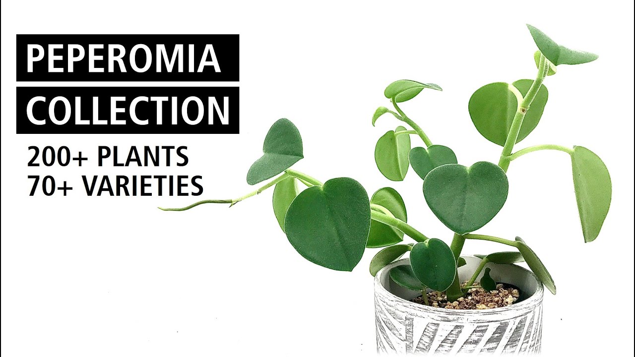 HUGE Peperomia Collection Tour with 70+ Different Species and Cultivars | Plant Collection Ep. 2