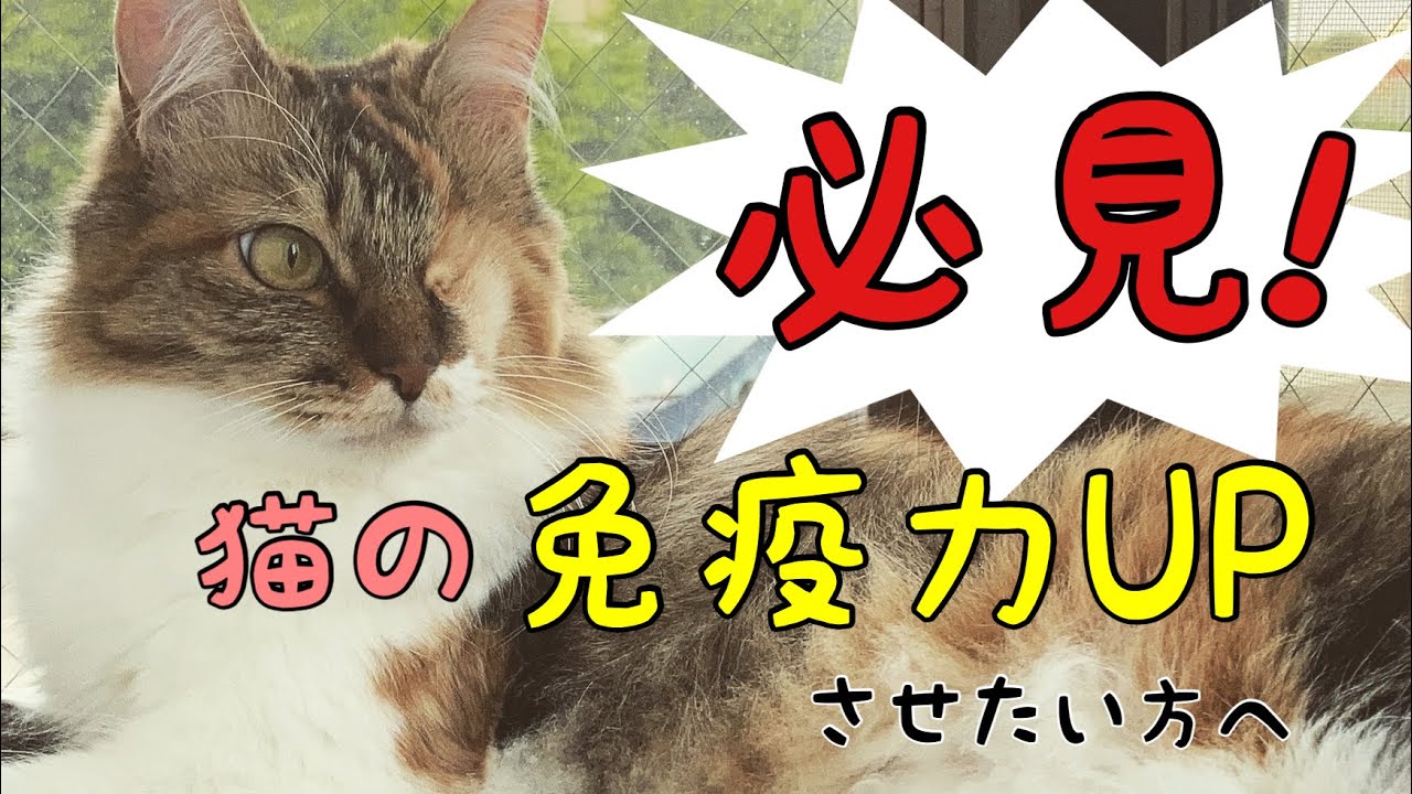 猫の免疫力を高めるアイテムを紹介！人間にも効果があると言われている…そう熊笹です！～ニャンコ先生似？のとら吉と片目猫まだらの日常〜［猫同士*おもしろ会話toramada ］