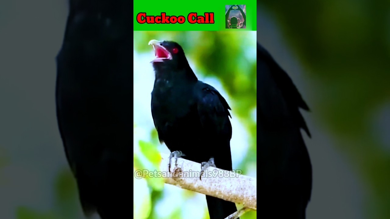 Cuckoo -কোকিল/Voice/Song/Sound #birdsong #cuckoo #birds #shorts #shortvideo #viralvideo