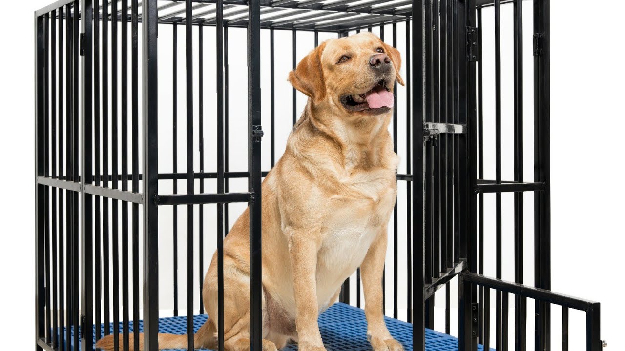 3/3/3 foldable dog cage | made in india 🇮🇳 | perfect cage for your pets 