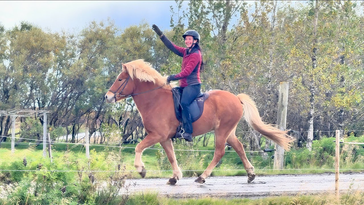 FOR SALE - ✨🐴 Krossv&iacute;&eth;ur &ndash; der fr&ouml;hliche Fuchs-Wallach 💙