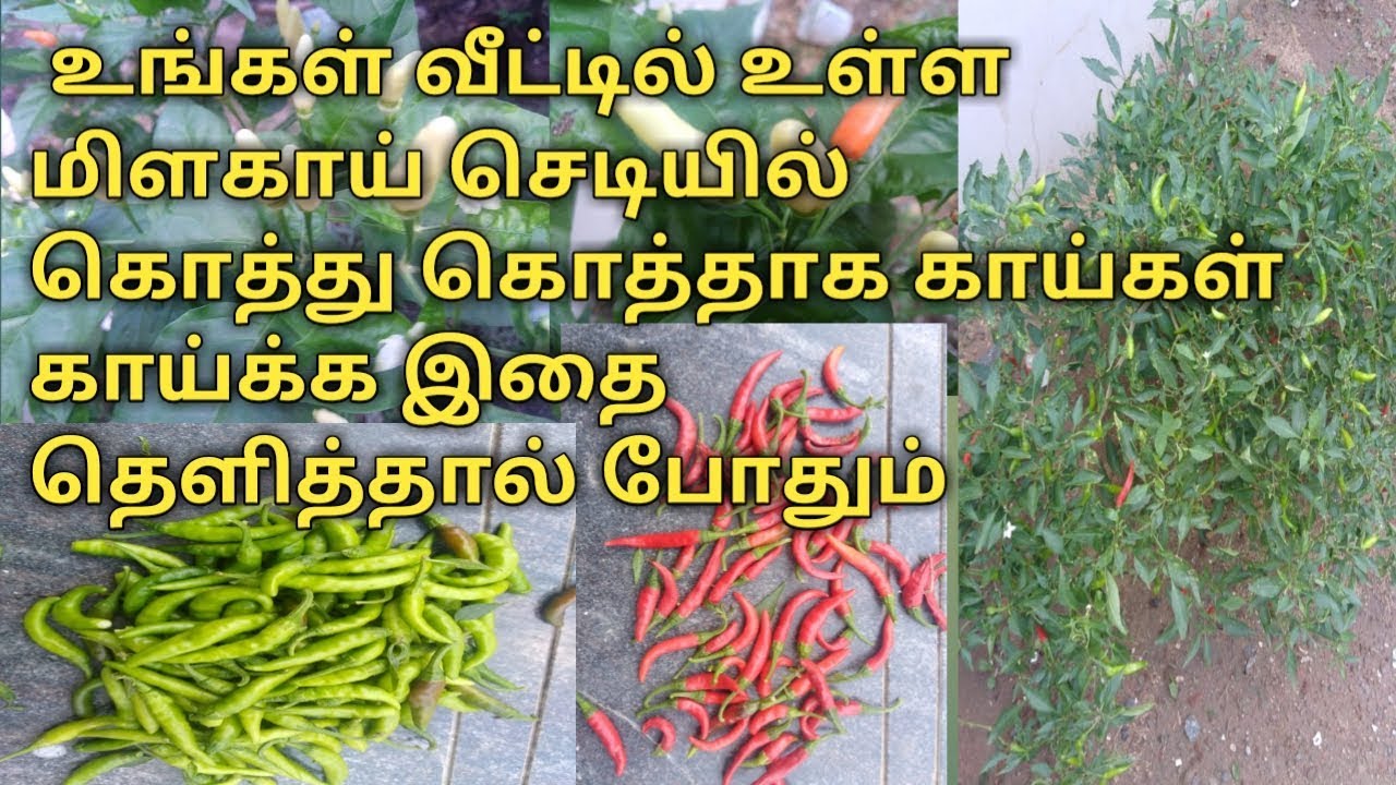 உங்கள் வீட்டில் உள்ள மிளகாய் செடியில் கொத்து கொத்தாக காய்கள் காய்க்க இதை தெளித்தால் போதும்