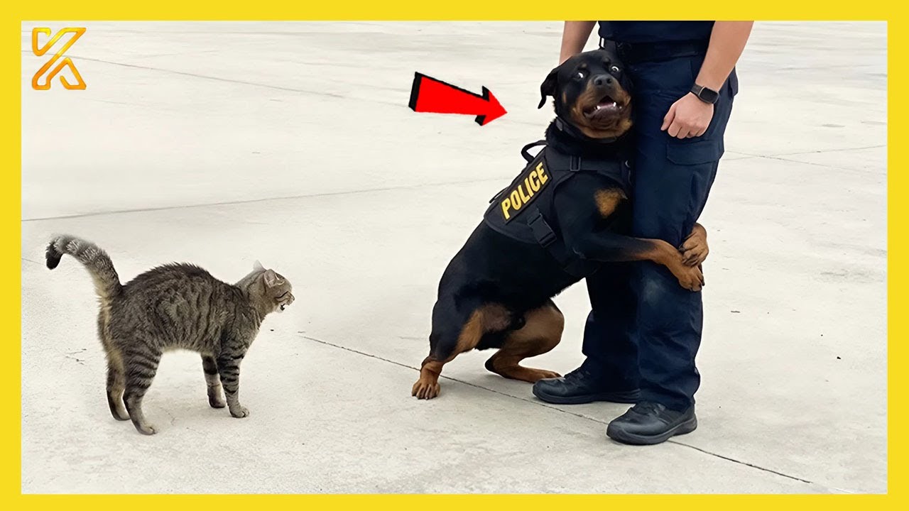 🐕 When A Police Dog’s First Day On The Job 👮‍♀️🤣 Funny Dog Videos