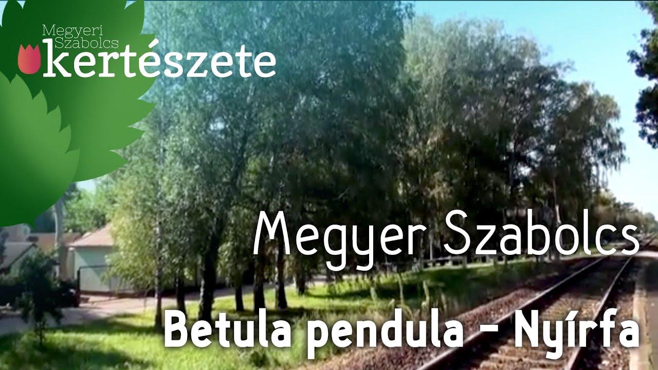 Betula pendula - Nyírfa - Növényismeret - kertészeti tananyag