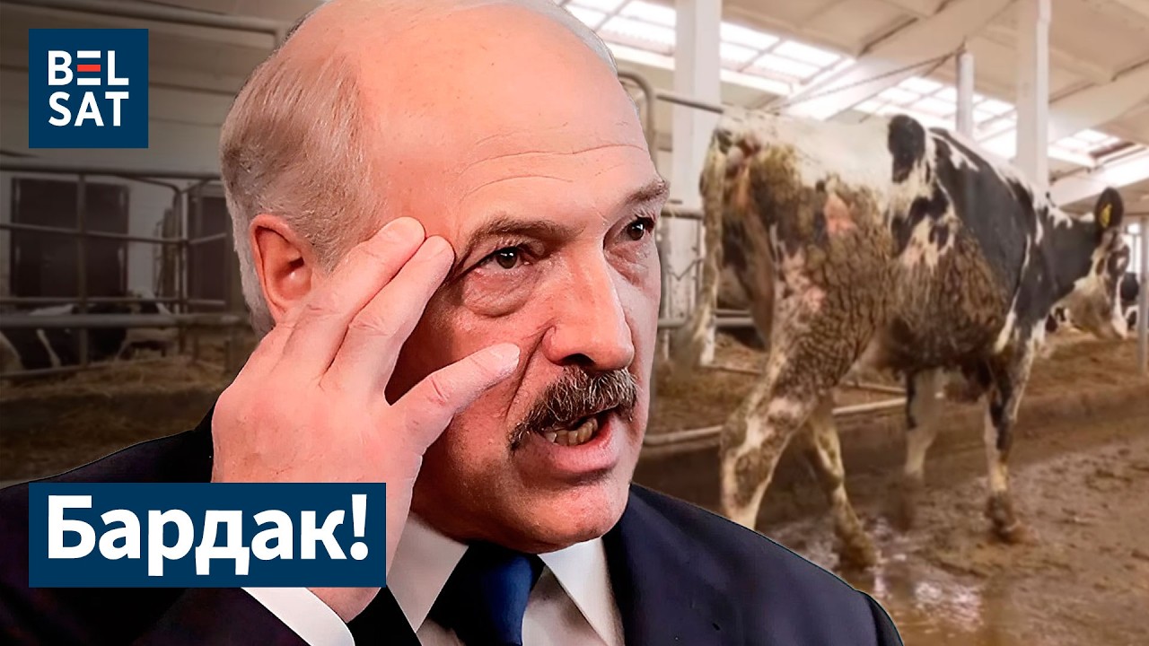 Коровы Лукашенко: массовый падёж. С картошкой снова беда! Колхозы Беларуси vs фермеры Польши