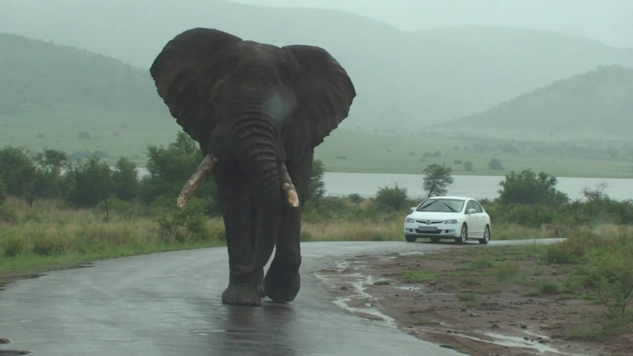 Big Big Big Elephant Walks By Our Car on Safari