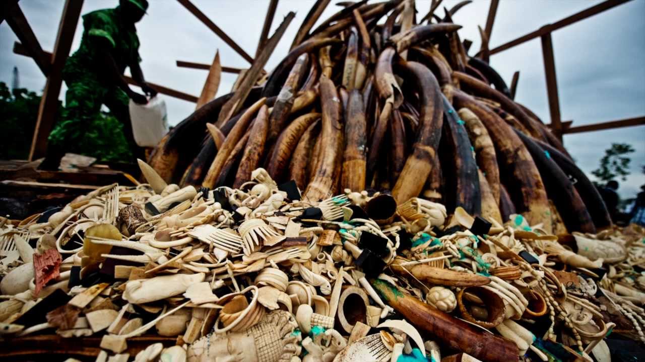 Inside Wildlife Crime