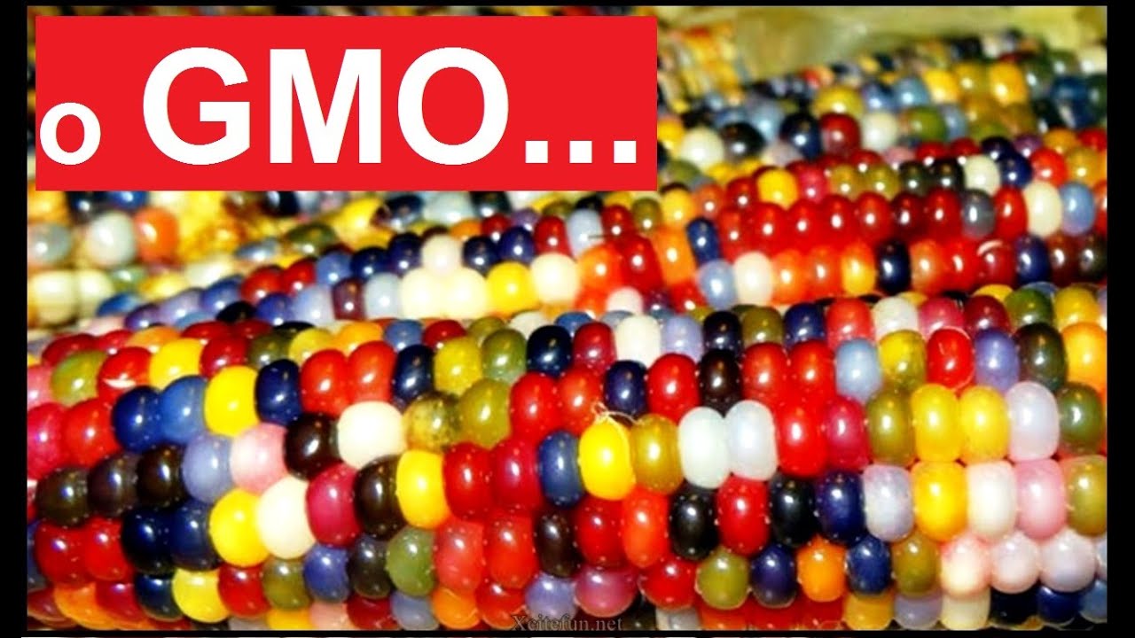 Trzy słowa o GMO - Nauka. To lubię.