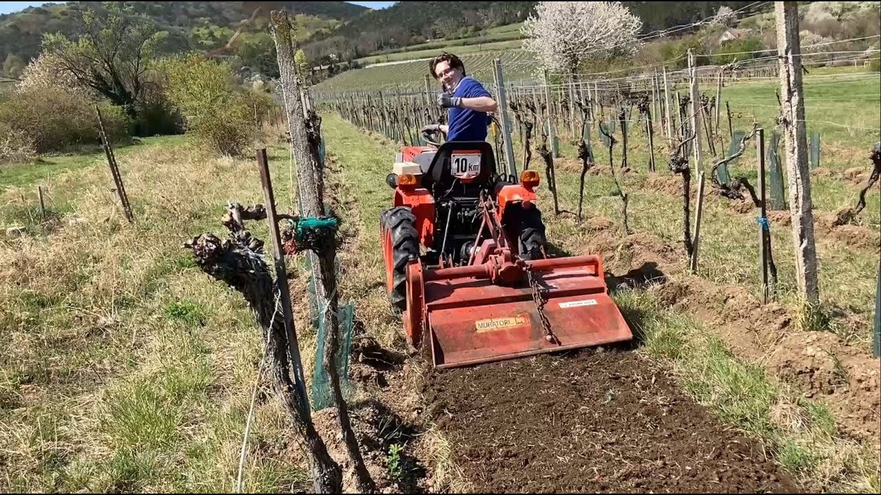 Wie man einen alten Weingarten herrichtet Teil 1