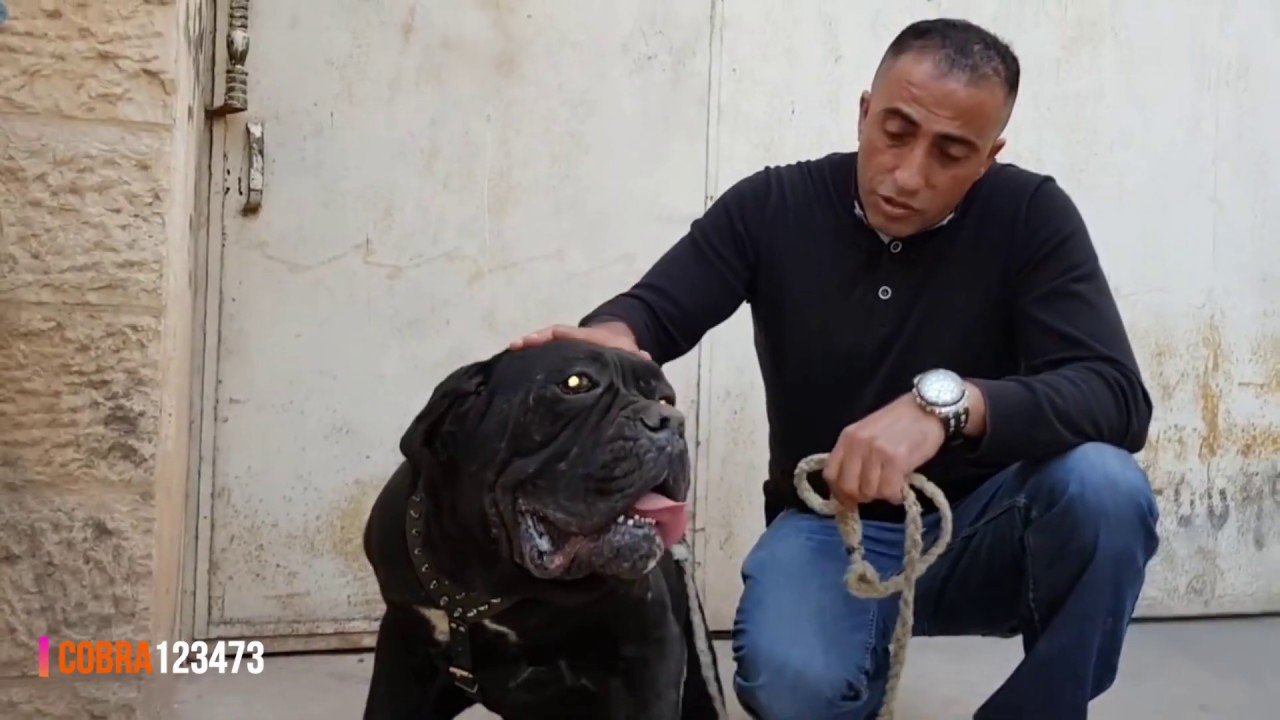 10 انواع من افضل واشرس الكلاب الجزء (1) مع جمال العمواسي