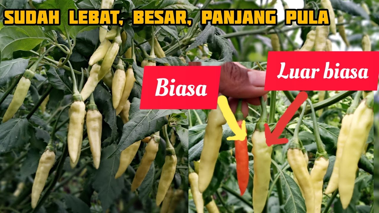 Cabai rawit varietas ini yg mantap berbuah lebat, besar, panjang pula | #yuktani