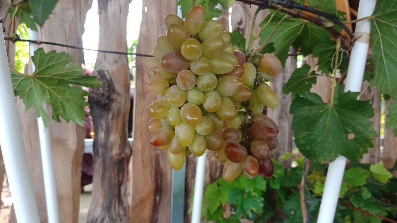 Pohon anggur masih kecil sudah berbuah dalam pot (special grape)