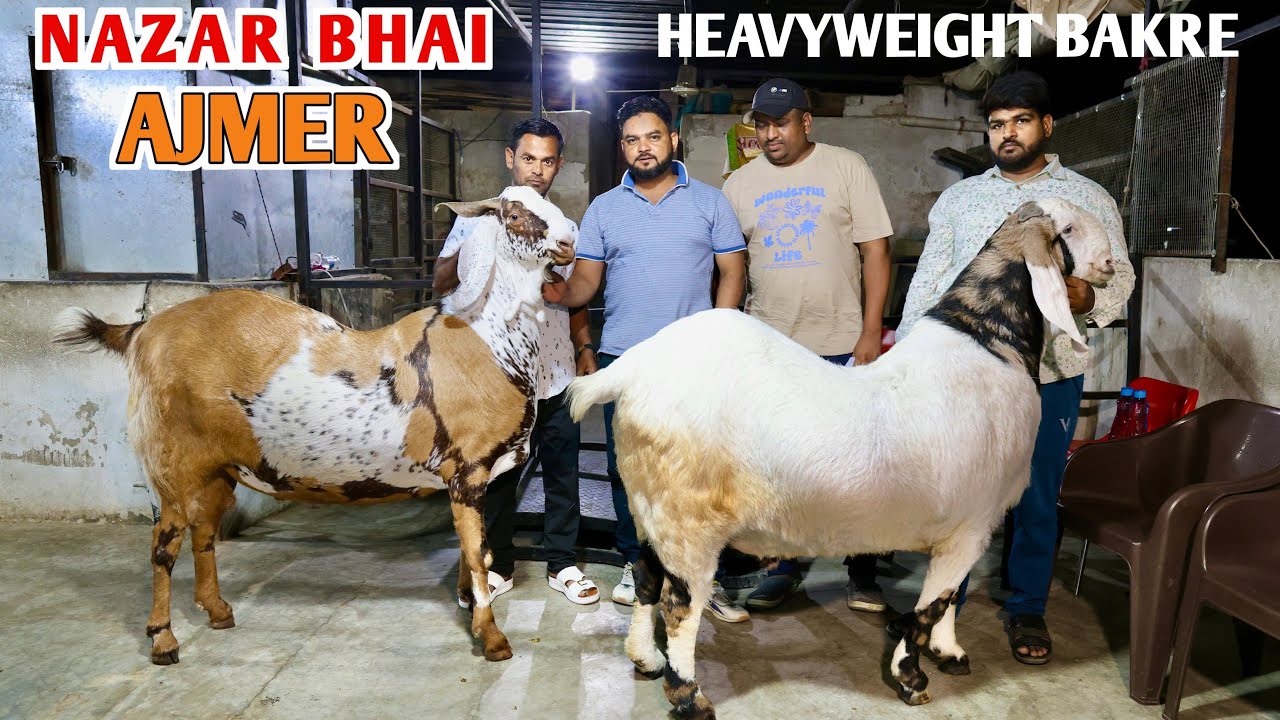 Heavyweight Bakre At Gareeb Goat Farm Nazar Bhai Ajmer