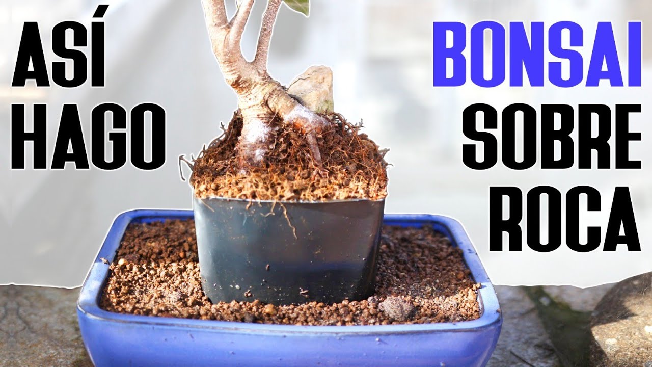 Cómo hago los BONSAI sobre ROCA - Haciendo las cosas BIEN