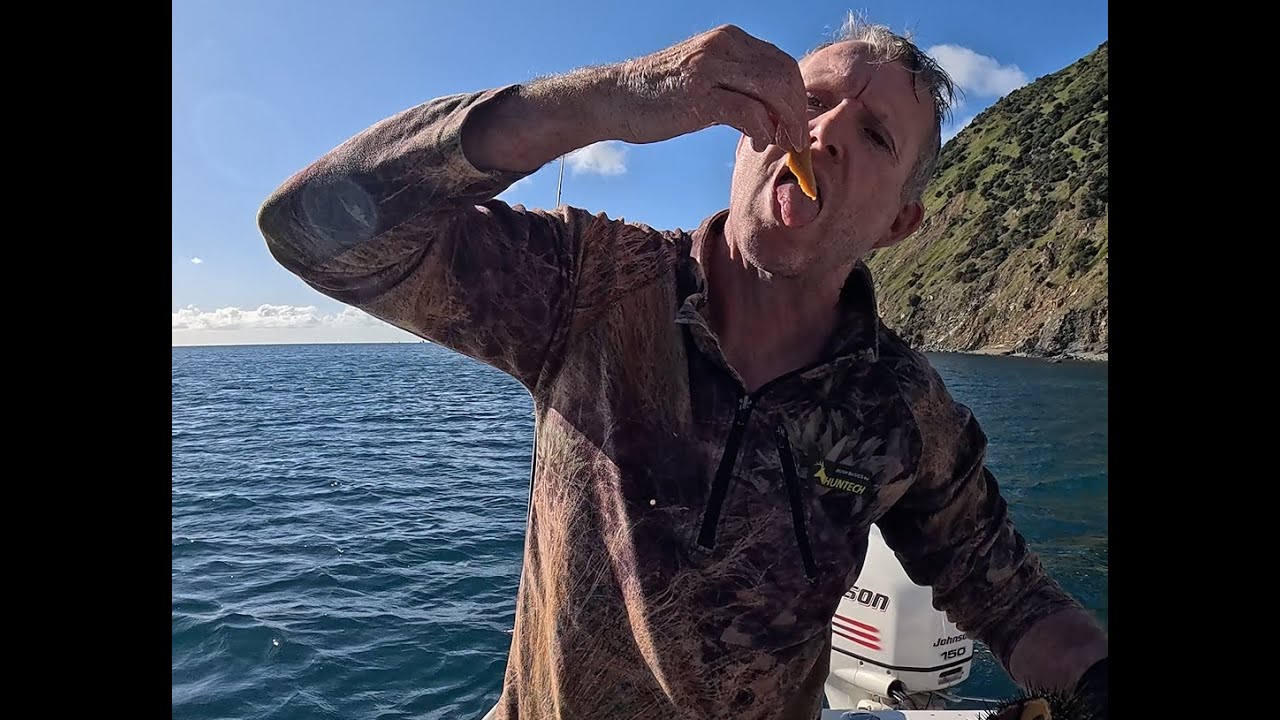Snapper, Cod, Crayfish and Kina, Marlborough Sounds