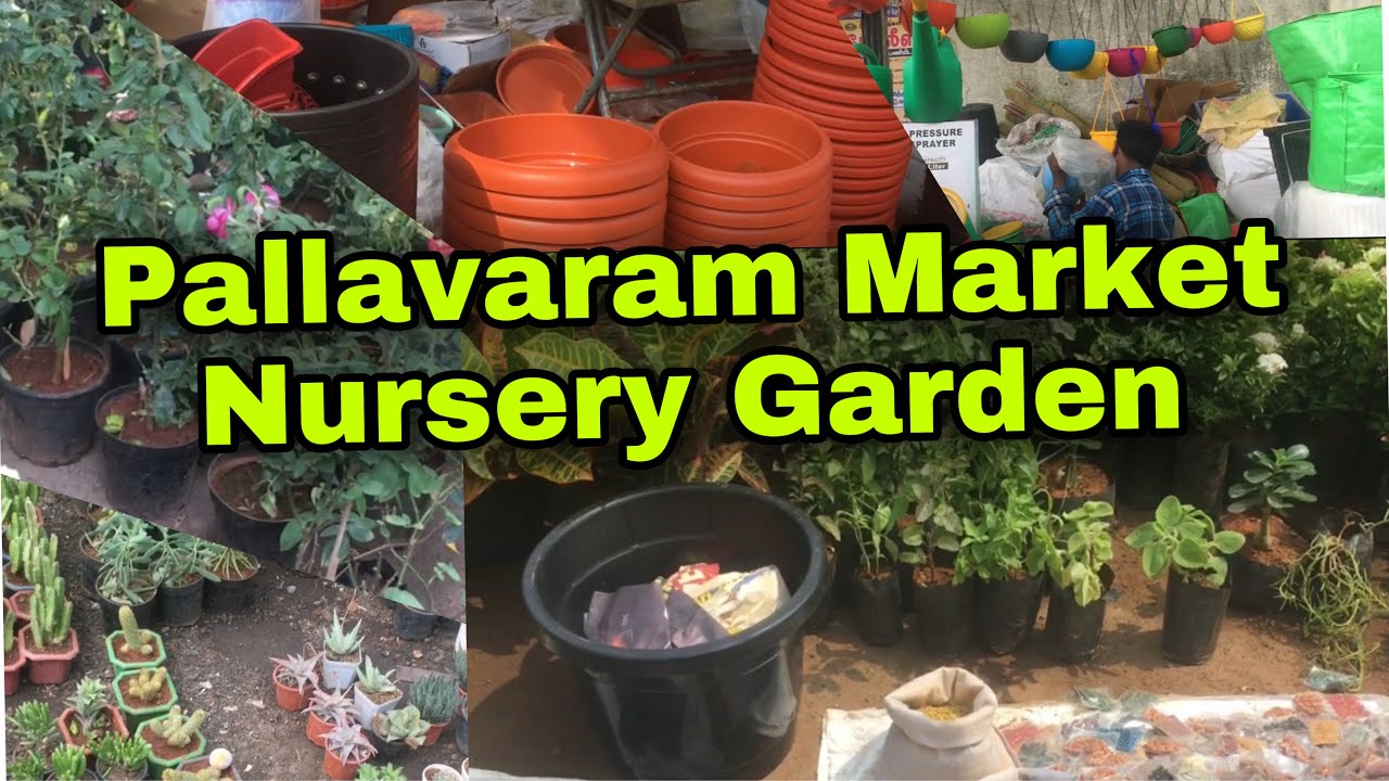Pallavaram Friday Market||Cheapest Nursery Shop||Plants starting from 10 rupees