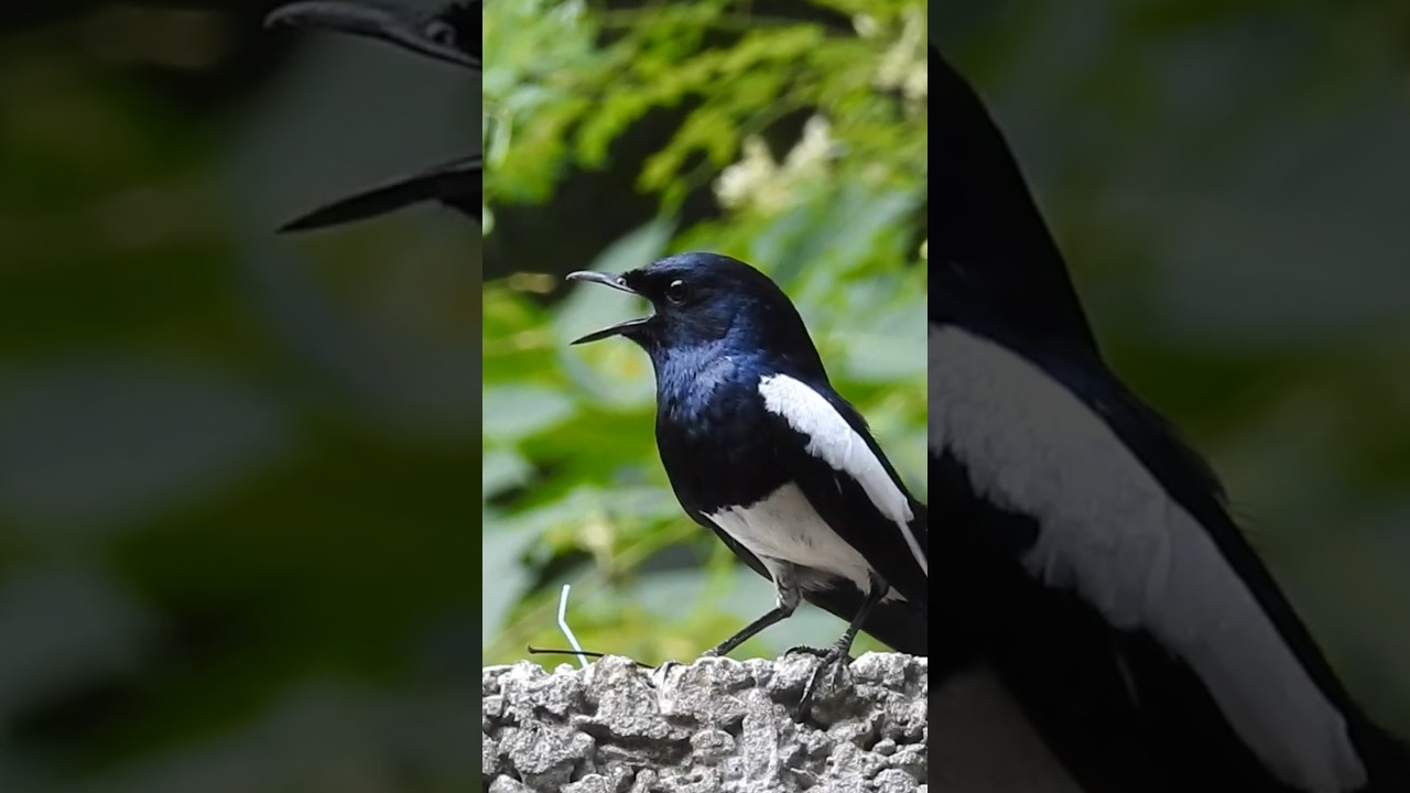 Robin bird singing sounds - Oriental magpie-robin 