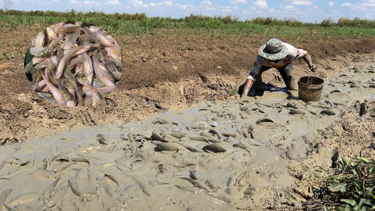 មកបាចបង្ហើយនៅវាលស្រែ ត្រីធម្មជាតិសុទ្ធ