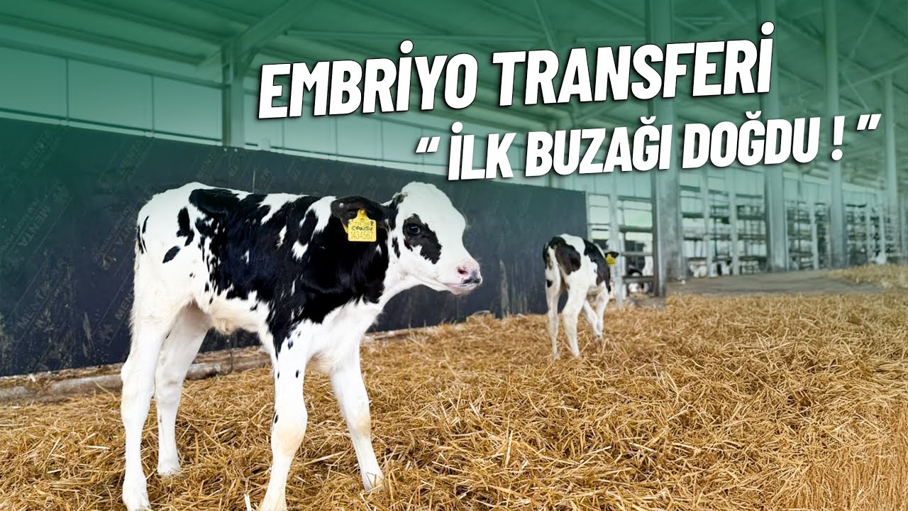 Türkiye’de Bir İlk: OPU-IVF İle Elde Edilen Embriyodan Doğan İlk Holstein Buzağı! 🐄🔬