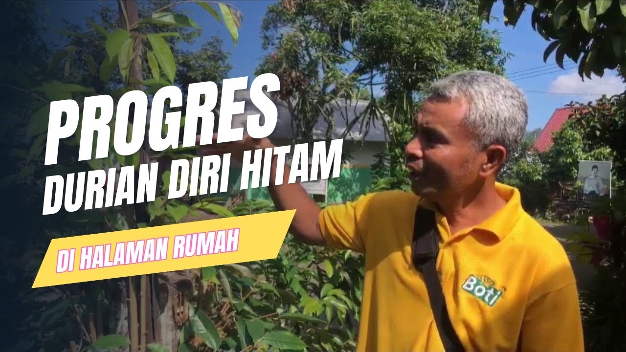 PROGRES DURIAN DURI HITAM DI HALAM RUMAH..!!