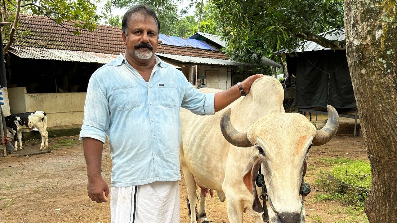 20 ലിറ്റർ പാൽ കിട്ടുന്ന ഒറിജിനൽ ഗിർ പശുക്കൾ |Gir Cow Farm Dairy farm Cow farming
