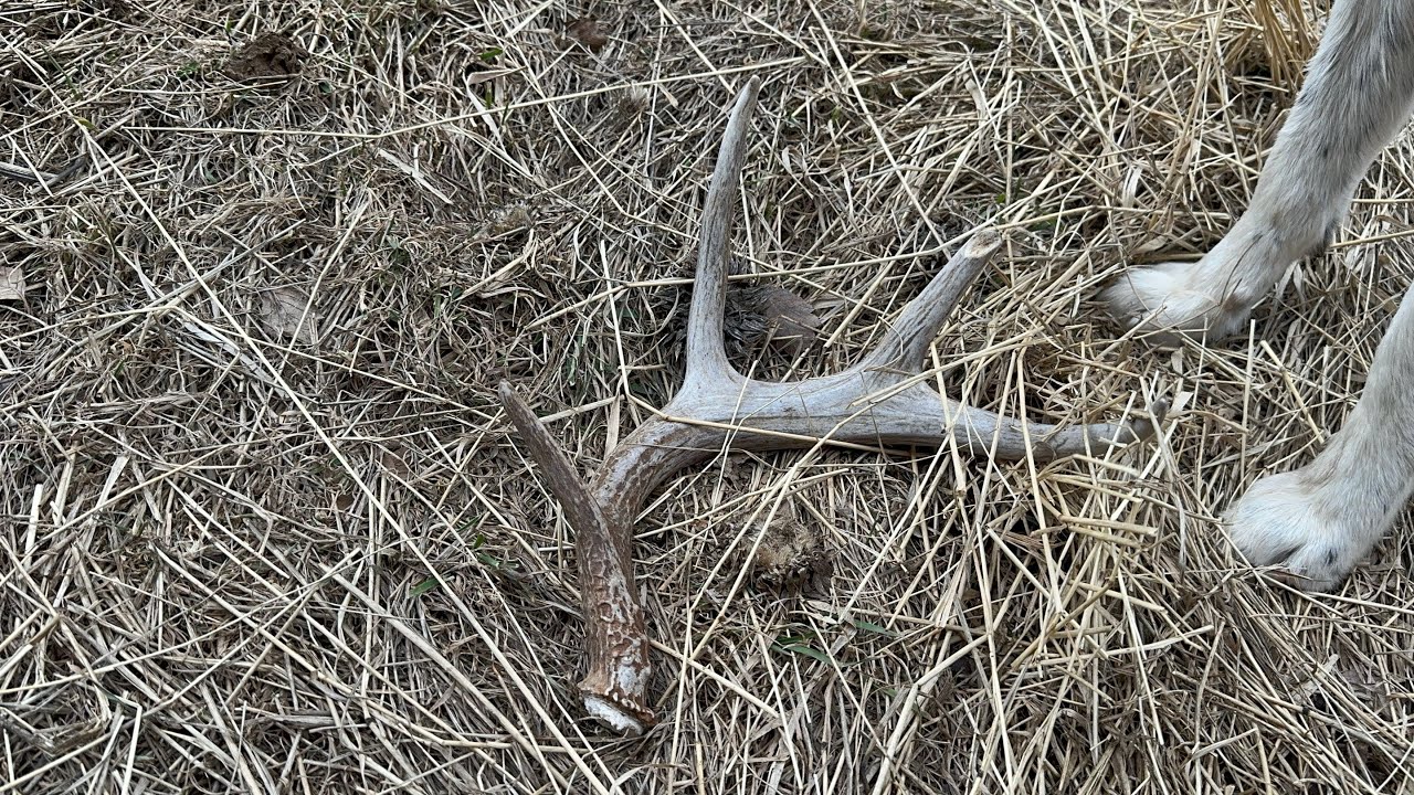 1st mid west trip of the year 2026 shed hunting 