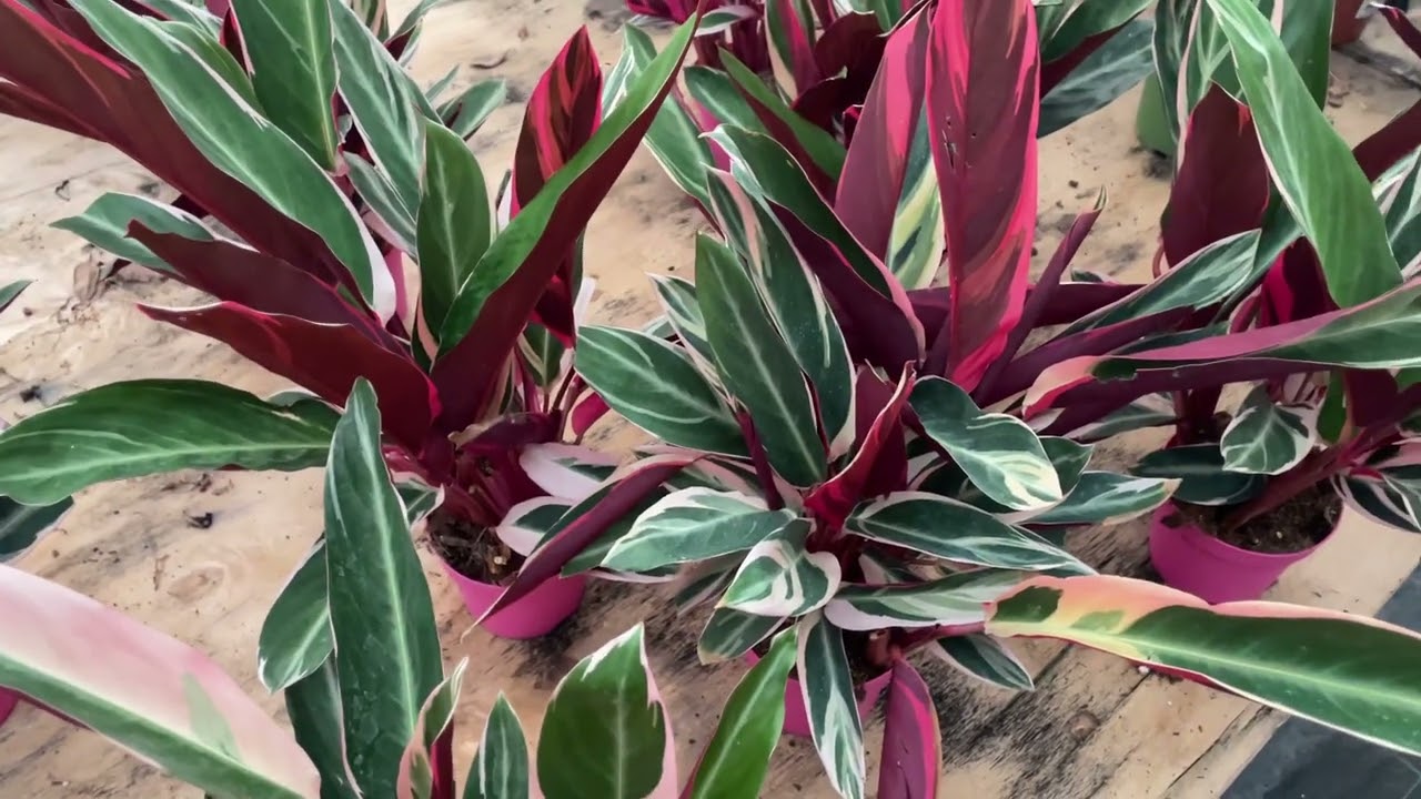 Calathea Triostar( Dua Çiçeği) - Bitki bakımı - Sevdiği Ortam