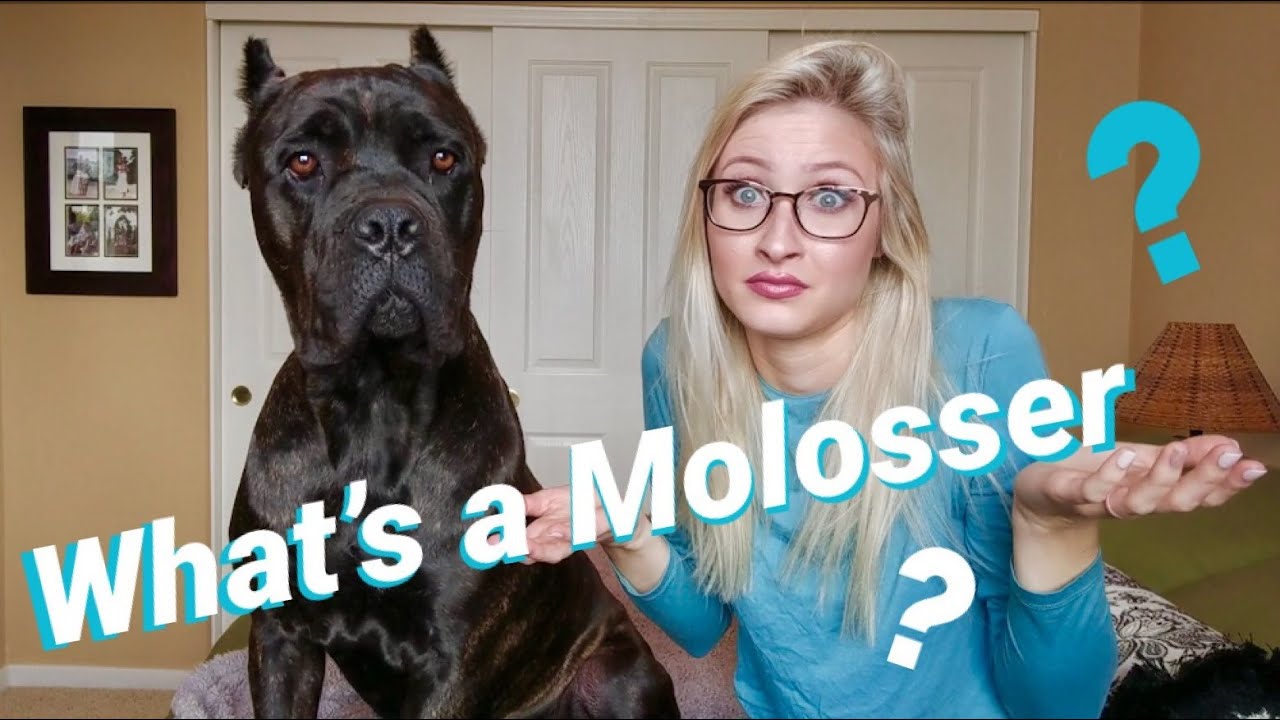 What's a Molosser? | Molosser Monday #1
