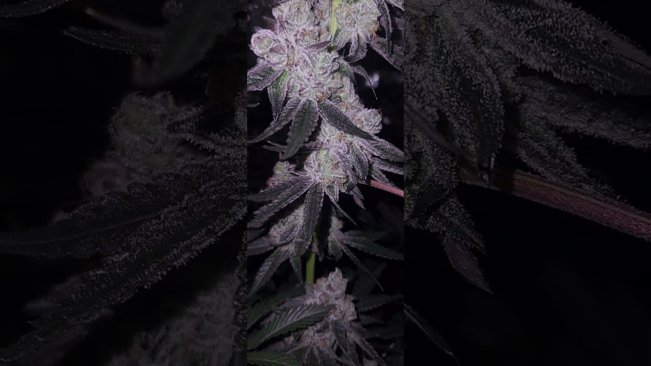 Space Panda #oreo #cannabiseducation #viral #viralvideo #shorts #trending