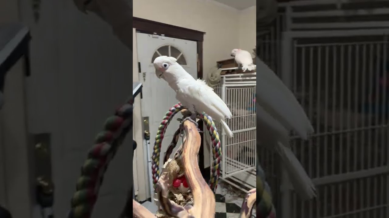 Cockatoos have a strange sense of humor!